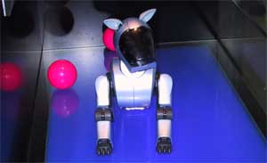 可爱的AIBO